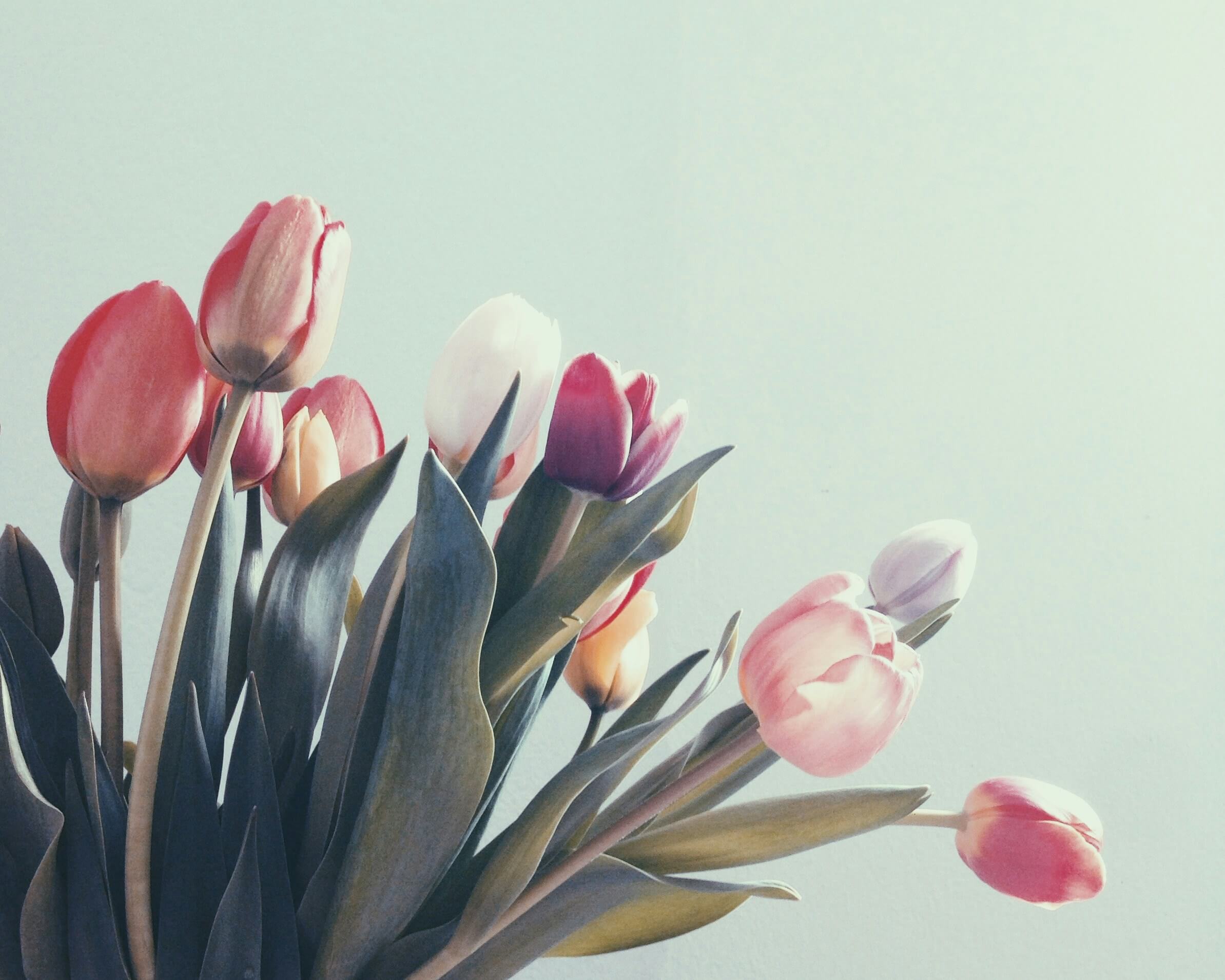 Colorful tulip flowers